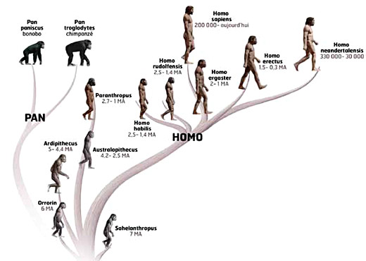 famille-des-hominides.jpg