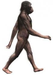 australopitheque.jpg
